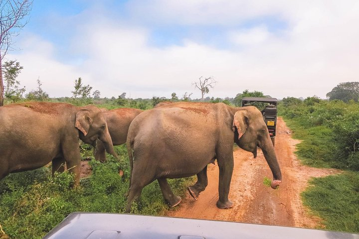 Elephants free roaming